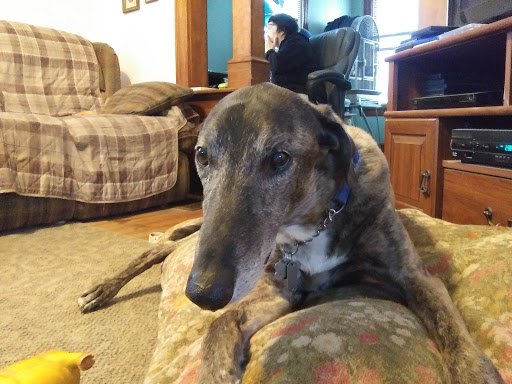 Pet Supply Store «Pet Supplies Plus», reviews and photos, 585 Moseley Rd, Fairport, NY 14450, USA