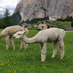 Photo n°2 de l'avis de Francesco.e fait le 14/07/2019 à 11:30 sur le  Scotoni Hütte à San Ciascian