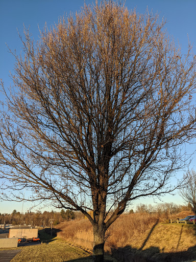 American Restaurant «Cracker Barrel Old Country Store», reviews and photos, 145 Prospect Hill Rd, East Windsor, CT 06088, USA
