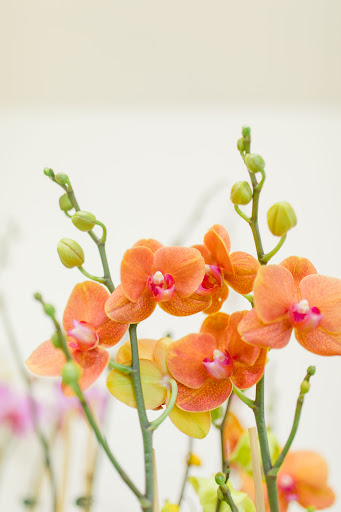 Florist «Island Orchids», reviews and photos, 2204 W Colorado Ave, Colorado Springs, CO 80904, USA