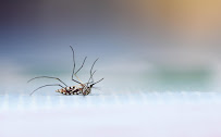 Ecola Termite and Pest Control Services - Photo 9 - Car repair in Fontana, CA, Riverside