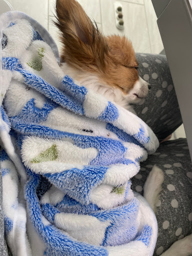 Pet Store «Animal Kingdom», reviews and photos, 5000 S Arizona Mills Cir, Tempe, AZ 85282, USA