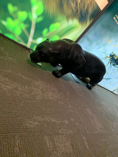 Natural History Museum «Fernbank Museum of Natural History», reviews and photos, 767 Clifton Rd, Atlanta, GA 30307, USA