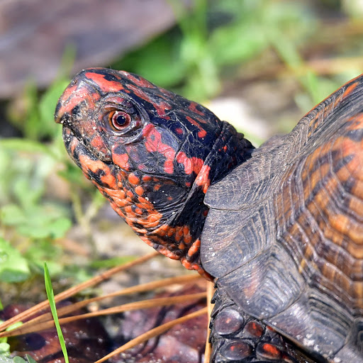 Nature Preserve «Forever Wild Trails», reviews and photos, 384 Narcisse Drive, Dothan, AL 36305, USA