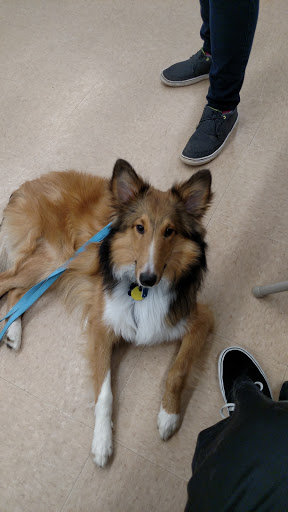 Pet Supply Store «Petco Animal Supplies», reviews and photos, 197 E Dekalb Pike #350, King of Prussia, PA 19406, USA