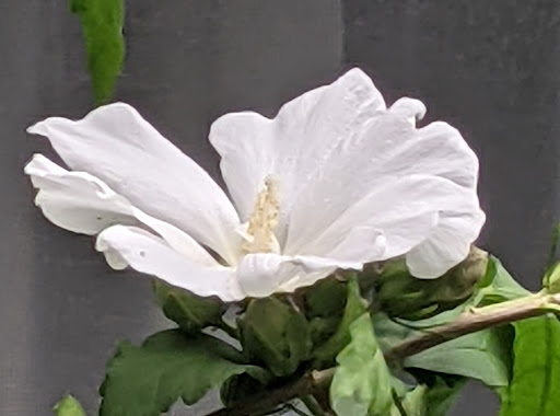 Florist «Guaranteed Plants & Florist», reviews and photos, 504 Locust Point Rd, Rumson, NJ 07760, USA