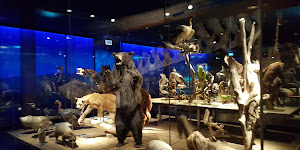 Musée d'histoire naturelle