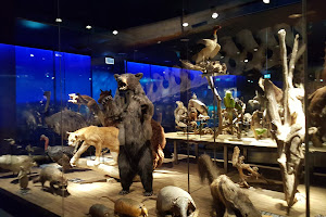 Musée d'histoire naturelle