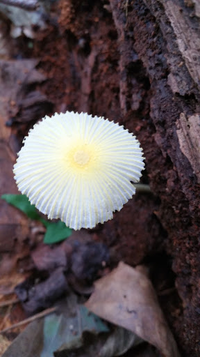 Nature Preserve «Cascade Springs Nature Preserve», reviews and photos, 2852 Cascade Rd SW, Atlanta, GA 30311, USA