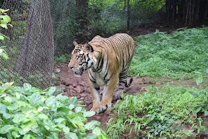 Tiger Enclosure image