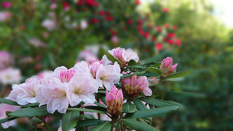 しゃくなげの森