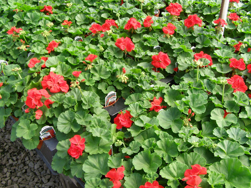 Florist «DG Flowers Inc.», reviews and photos, 191 Fairfield Dr, Brewster, NY 10509, USA