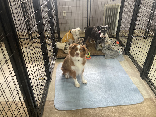 Wernette's Country Kennel