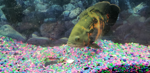 Pet Supply Store «PetSmart», reviews and photos, 842 Dawsonville Hwy, Gainesville, GA 30501, USA