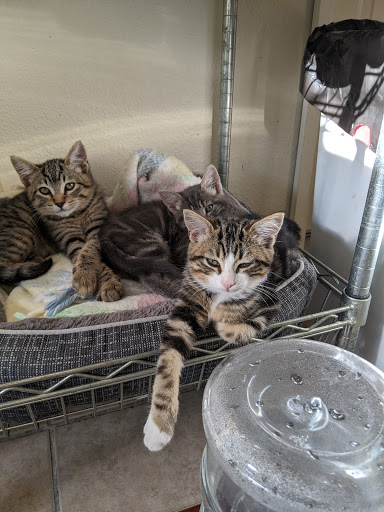 Thrift Store «Companion Animal Foundation», reviews and photos, 88 Sunnybrae Center, Arcata, CA 95521, USA