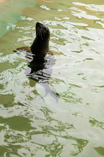 Aquarium «Miami Seaquarium», reviews and photos, 4400 Rickenbacker Causeway, Key Biscayne, FL 33149, USA