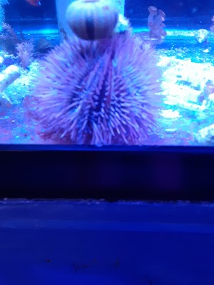 Treasures of the Sea - photo 3