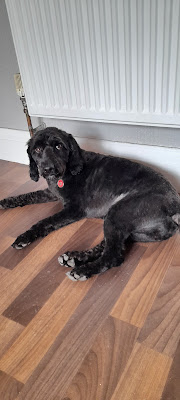 Pretty Paws Dog Grooming