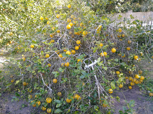 Park «Eastmonte Park», reviews and photos, 830 Magnolia Dr, Altamonte Springs, FL 32701, USA