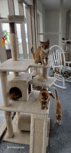 The Dedman Foundation