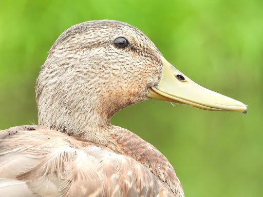 Nature Preserve «Grange Insurance Audubon Center», reviews and photos, 505 W Whittier St, Columbus, OH 43215, USA