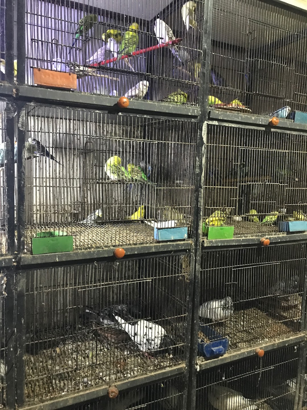 Friends Bird Shop