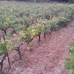 Photo n° 1 de l'avis de Dennis.e fait le 20/10/2017 à 12:47 pour Villa Longo Mai à Le Thoronet