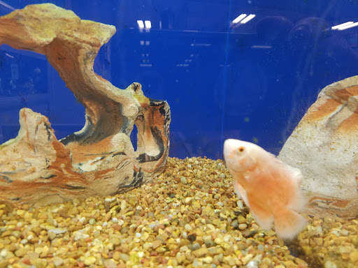 Pet Supply Store «PetSmart», reviews and photos, 9905 E Independence Blvd, Matthews, NC 28105, USA