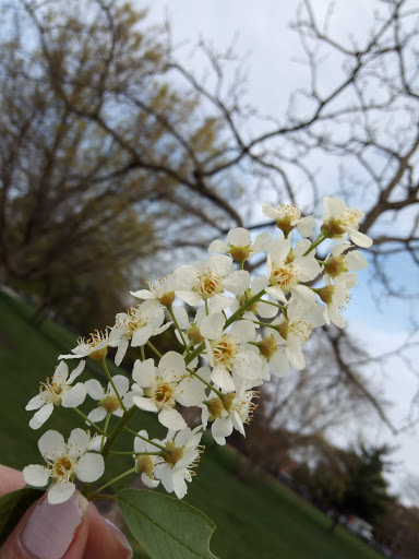 Park «Winnemac Park», reviews and photos, 5100 N Leavitt St, Chicago, IL 60625, USA