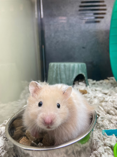 Pet Supply Store «PetSmart», reviews and photos, 2061 Skibo Rd, Fayetteville, NC 28314, USA