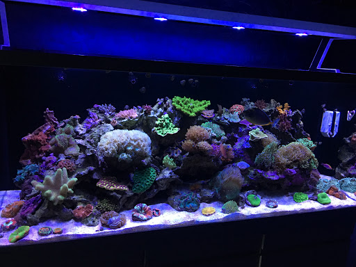 Pet Store «Reeftop Aquariums-Pet Boutique», reviews and photos, 13250 SW 87th Ave, Miami, FL 33176, USA