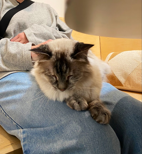 KitTea Cat Lounge image