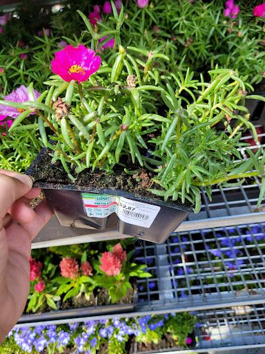 Discount Store «Walmart», reviews and photos, 651 Main St, Harleysville, PA 19438, USA