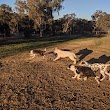 Inner North Dog Park