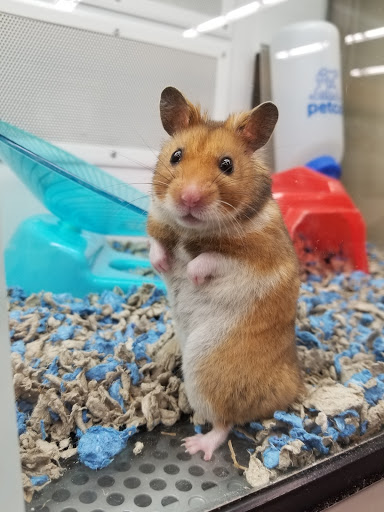 Pet Supply Store «Petco Animal Supplies», reviews and photos, 2210 N Eagle Rd, Meridian, ID 83646, USA