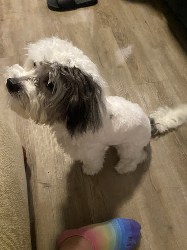 Pet Supply Store «PetSmart», reviews and photos, 2477 Naglee Rd, Tracy, CA 95304, USA