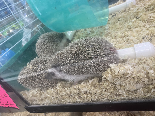 Pet Store «Jules Pet Shop», reviews and photos, 2214 N Milwaukee Ave, Chicago, IL 60647, USA