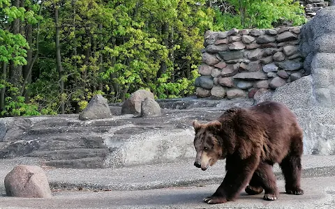Brown bears' enclosure image