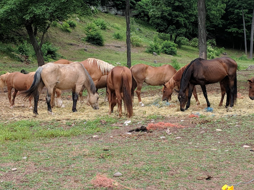 Zoo «Bailiwick Animal Park and Riding Stables», reviews and photos, 118 Castle Rd, Catskill, NY 12414, USA