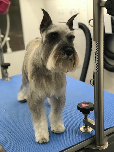 Divine Dogs Pet Salon