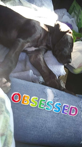 Pet Store «Petland Topeka», reviews and photos, 1801 SW Wanamaker Rd, Topeka, KS 66614, USA