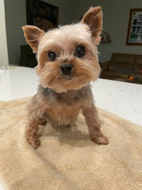 Woof Gang Bakery & Grooming Palm City - Photo 4 - Car repair in Palm City, FL, Port St. Lucie