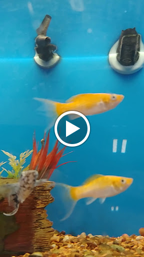 Pet Supply Store «PetSmart», reviews and photos, 9277 159th St, Orland Hills, IL 60487, USA