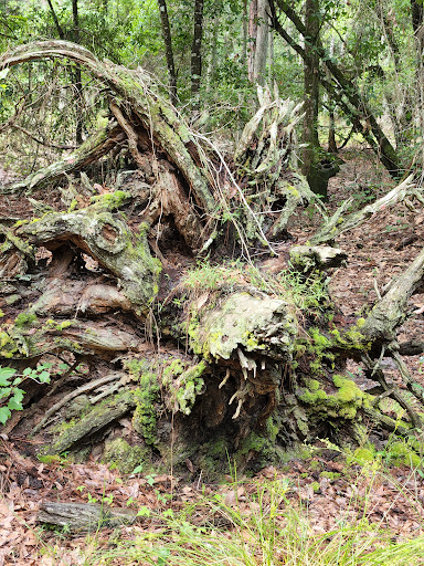 Nature Preserve «Gator Creek Reserve», reviews and photos, 9725 US Hwy 98 N, Lakeland, FL 33809, USA