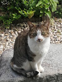 ペット探偵猫専門の名探偵キャッツ
