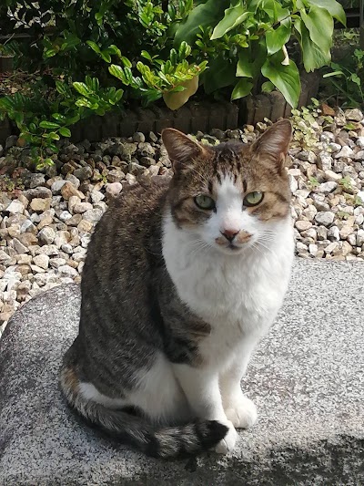 ペット探偵猫専門の名探偵キャッツ