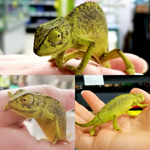 Pet Store «Petland», reviews and photos, 1514 Stonecreek Dr, Pickerington, OH 43147, USA