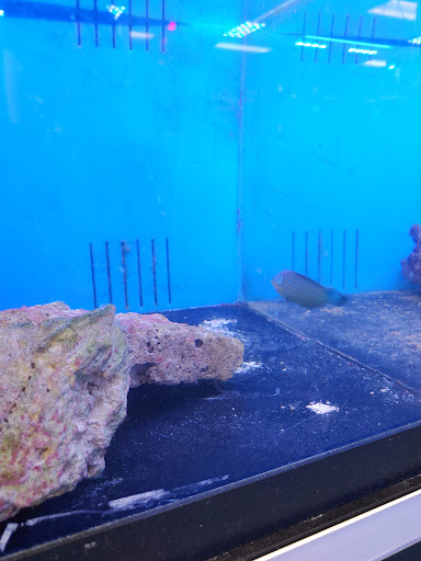 Tropical Fish Store «Richmond Aquarium», reviews and photos, 3645 Speeks Dr, Midlothian, VA 23112, USA