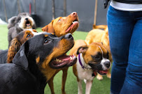 No Leash Needed - Photo 3 - Car repair in St. Louis, MO, St. Louis