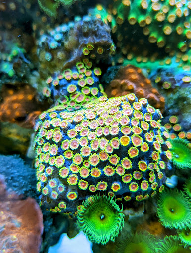 Tropical Fish Store «Nemo Aquarium», reviews and photos, 1560 Indian Trail Rd #106, Norcross, GA 30093, USA
